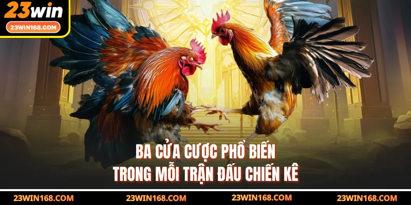 Ba cửa cược phổ biến trong mỗi trận đấu chiến kê