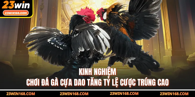 Kinh nghiệm chơi đá gà cựa dao tăng tỷ lệ cược trúng cao