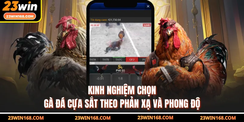 Kinh nghiệm chọn gà đá cựa sắt theo phản xạ và phong độ